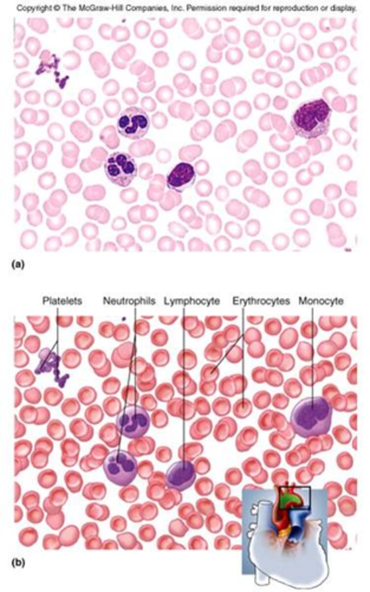 <p>The matrix is the plasma of the blood and it contains fibers which are the clotting proteins (you don't see the fibers in the blood that are not clotted because they are dissolved in the plasma).</p><p>It also contains cells including</p><p>- erythrocytes (red blood cells)</p><p>- leukocytes (white blood cells)</p><p>- platelets.</p><p>The cells are called the formed elements.</p><p>It functions in transport.</p>