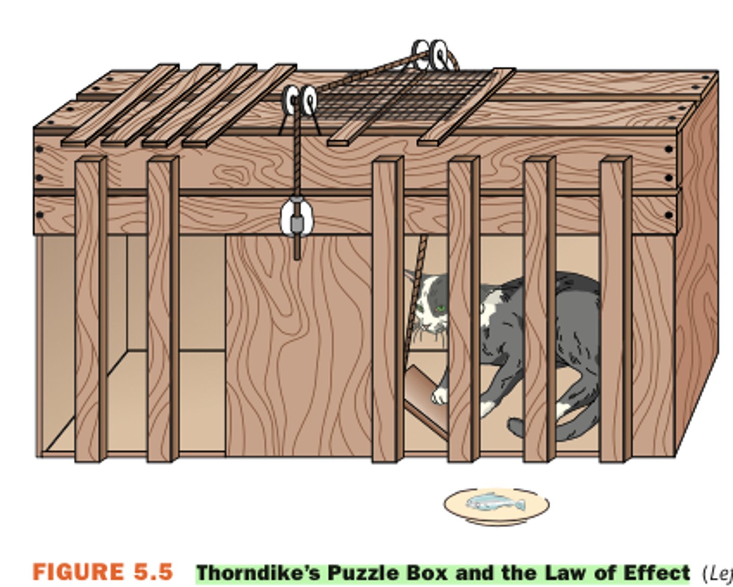 <p>Thorndike's rule that behaviors which have positive outcomes tend to be repeated</p>