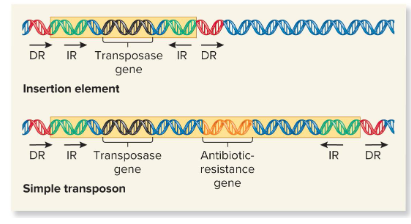 <p>Identical base sequences flanking all transposable elements that are oriented in the same direction and repeated. They are found next to the inverted repeats of the insertion element.</p>