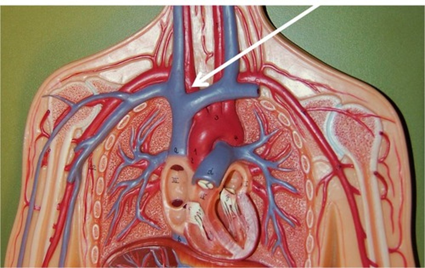 <p>Where do the right subclavian and common carotid arteries originate?</p>