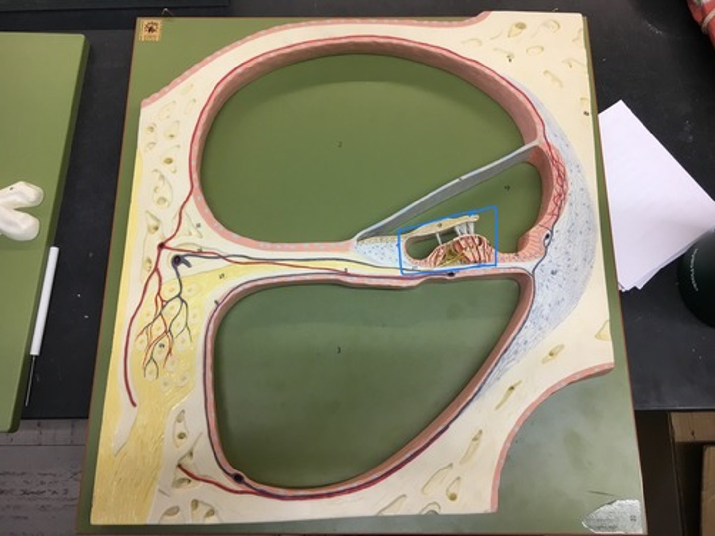 <p>the receptor organ for hearing and is located in the mammalian cochlea.</p>