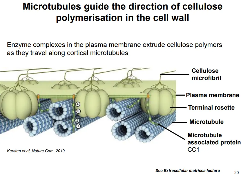 <ul><li><p>in young cells microtubules radiate out from the nucleus</p></li><li><p>in larger growing cells (interphase) they associate and run parallel with the membrane</p></li><li><p>these <strong>guide cellulose deposition</strong> in the correct orientation</p></li><li><p><strong>enzyme complexes </strong>in the plasma membrane extrude cellulose polymers as they travel along parallel membrane anchored microtubules</p></li></ul><p></p>