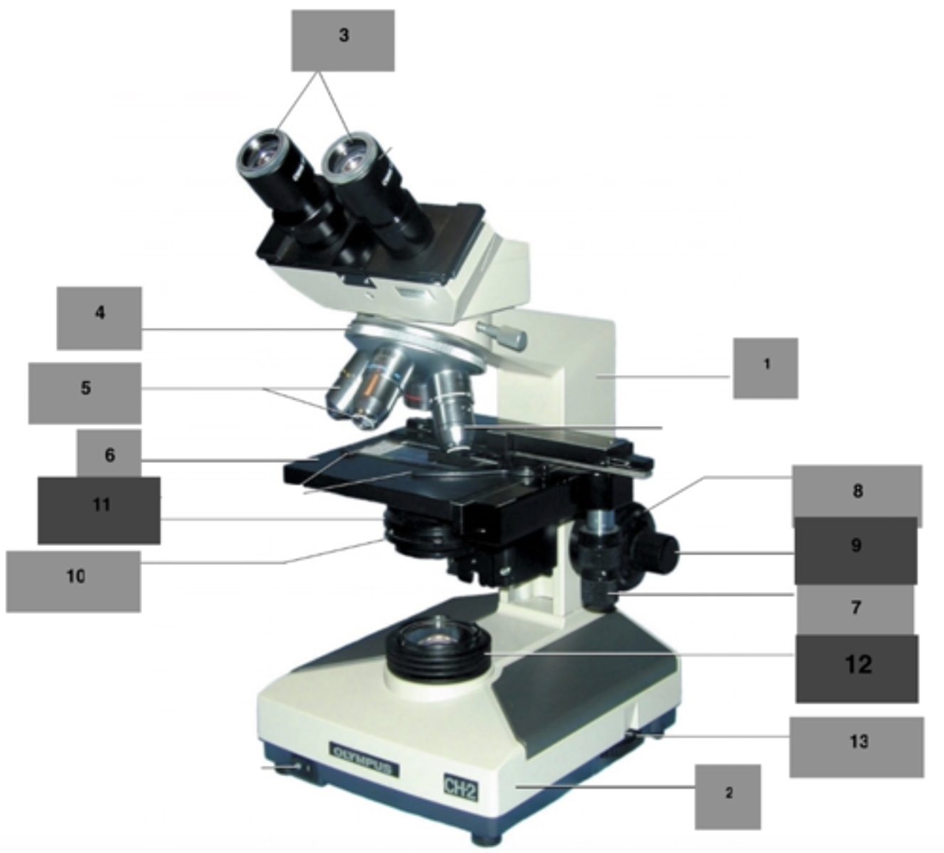 <p>Ocular Lenses</p>