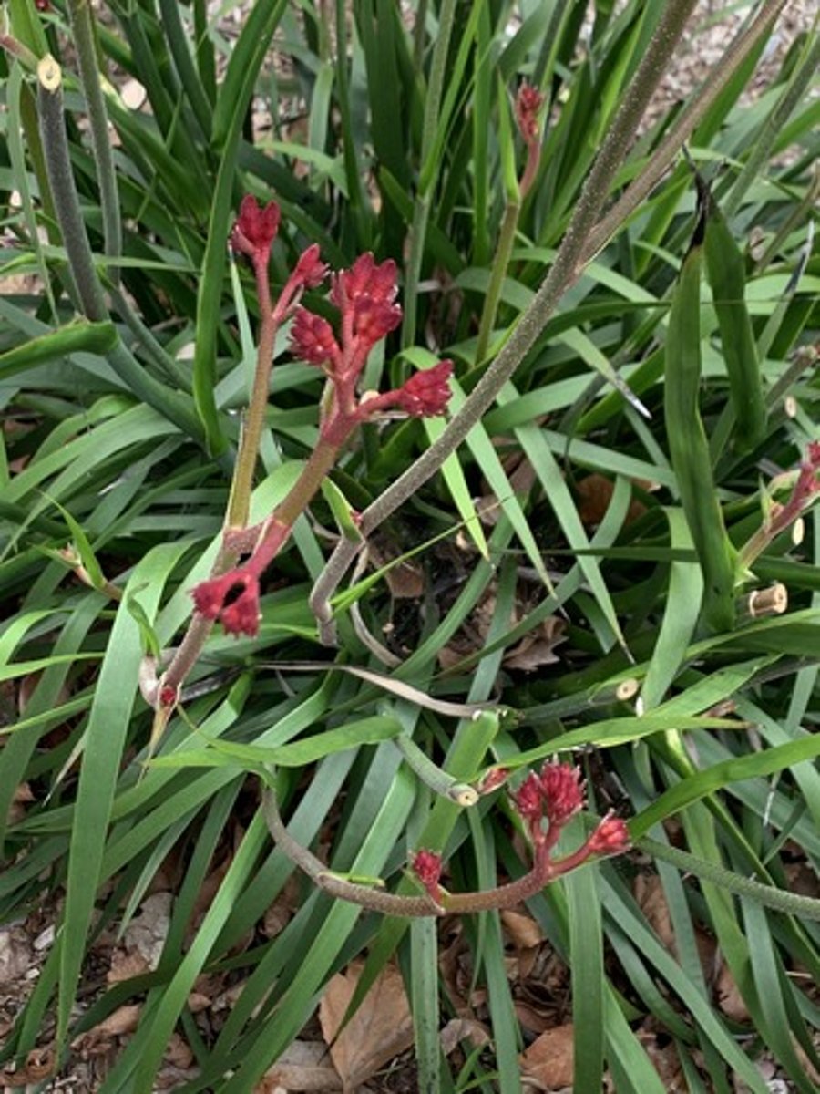<p>Velvety red flowers with short hairs on flower stalk, dark green blades, blades wrap around entire petiole with a hollow/fusion at base to a flat blade</p>