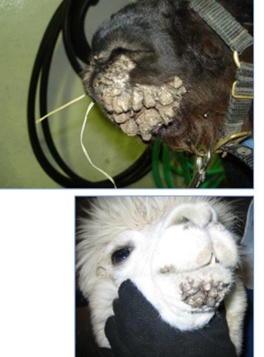 <p>This camelid is 1 year old and presents with hyperkeratotic crusting around the nostril and mouth. What is it and how do you fix it?</p>