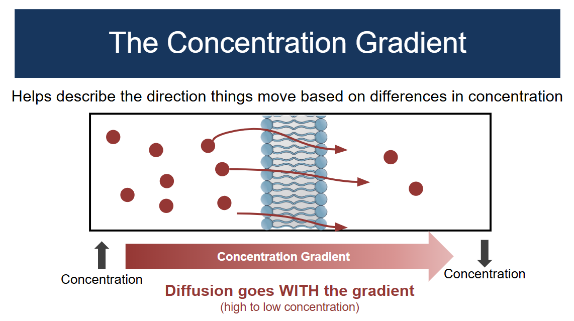 <p>Doesn’t require energy, and things move with the grain via diffusion and concentration. They try to balance the two sides of the membrane</p>
