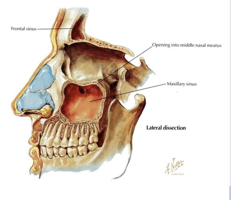 <p>Middle nasal meatus via the semilunar hiatus.</p>