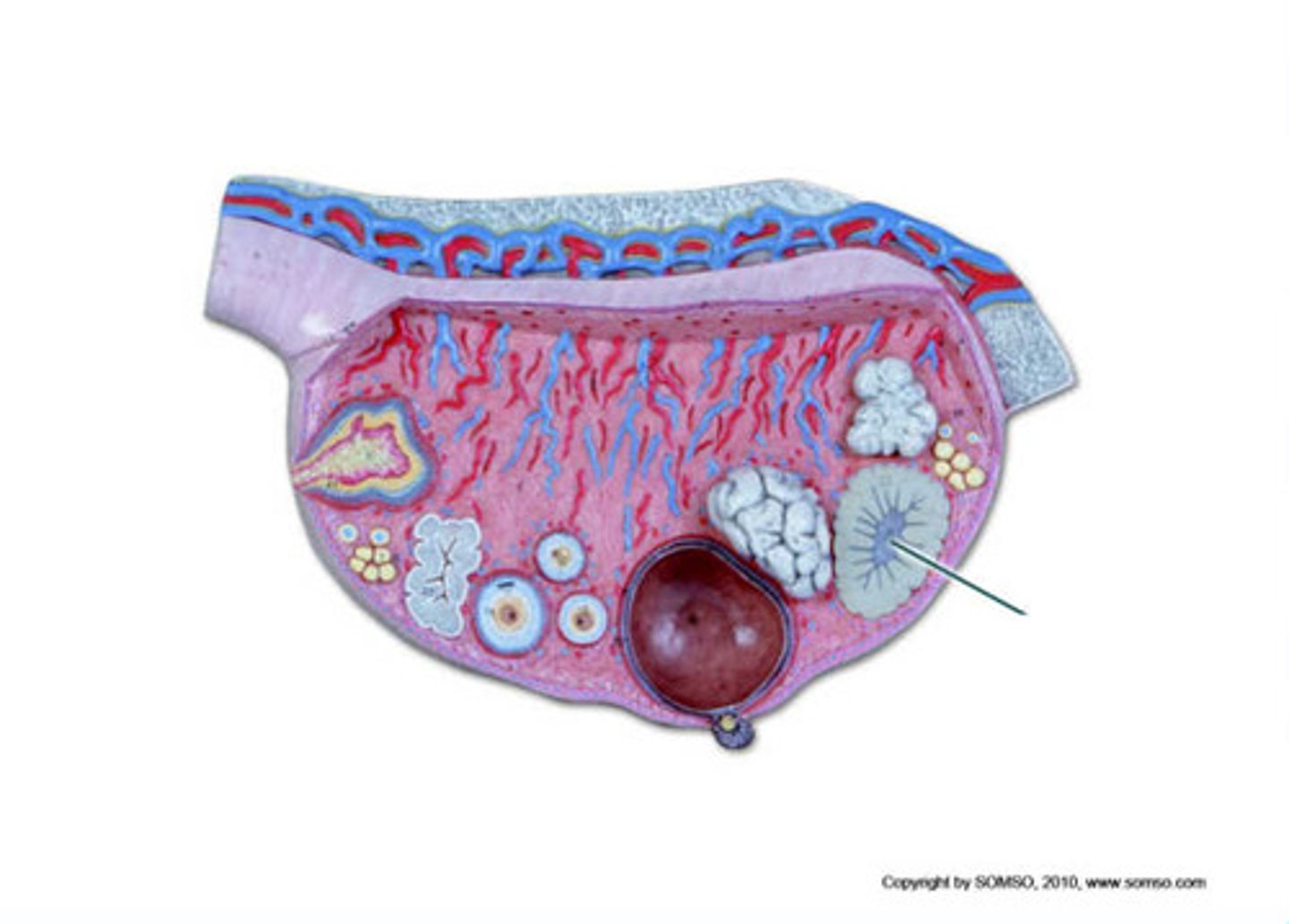 <p>estrogen and progesterone</p>