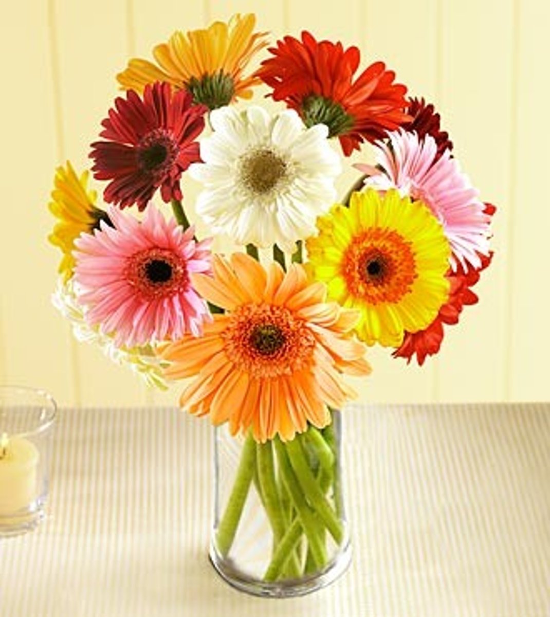 <p>Gerbera jamesonii</p>