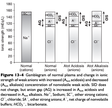 <ul><li><p><span>Phosphate is quantitatively the second most important component of [Atot] and normally is present in plasma at a low concentration so hypophosphatemia is not a clinically important cause of nonvolatile buffer ion (metabolic) alkalosis</span></p></li><li><p><span>Globulin is quantitatively the third most important component of [Atot] but decreases in plasma globulin concentration usually accompany decreases in plasma albumin concentration</span></p></li><li><p><span>Nonvolatile buffer ion alkalosis in dogs and cats is usually due to hypoalbuminemia</span></p></li><li><p>The increase in pH secondary to hypoalbuminemia should result in ventilatory compensation (hypoventilation) or a decrease in SID</p></li><li><p><span>Presence of hypoalbuminemia complicates identification of increased unmeasured anions (lactate, ketoanions) because hypoproteinemia increases pH but also decreases AG</span></p><ul><li><p><span>Calculation of the SIG is preferred in dogs and cats with hypoalbuminemia because hypoproteinemia will not alter the SIG</span></p></li></ul></li><li><p><span>Treatment for hypoalbuminemic alkalosis should be directed at the underlying cause and the decreased colloid oncotic pressure</span></p></li></ul><p></p>