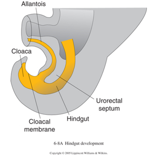 <ol><li><p><strong>cloaca: </strong>initially the cloaca is the common end of the <strong>hindgut and urogenital tract. </strong>the <strong>cloacal membrane</strong> (endoderm and ectoderm) <strong>close off</strong> the cloaca. the <strong>urorectal septum</strong> forms between the <strong>allantois and hindgut</strong></p></li><li><p><strong>urorectal septum:</strong> urorectal septum grows<strong> towards the cloacal membrane</strong>. it now separates the<strong> primitive urogenital sinus</strong> which appears as an anterior swelling. cloacal membrane <strong>ruptures</strong> before the urorectal septum reaches</p></li><li><p><strong>perineal body</strong>: represents the tup of the urorectal septum, separates the <strong>urogenital and anal membrane</strong>s. now completely divides the urinary and digestive tracts so that the <strong>urinary bladder lies anteriorly </strong>and<strong> anorectal canal remains posteirorly</strong></p></li></ol><p></p>