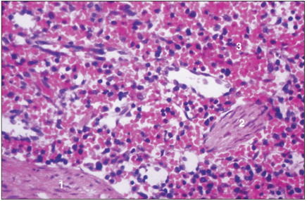 <p>name of histologic slide:</p><p>Specie:</p><p>Parts</p><p>1.__ 2.__ 3.__</p><p>Stain used:</p>