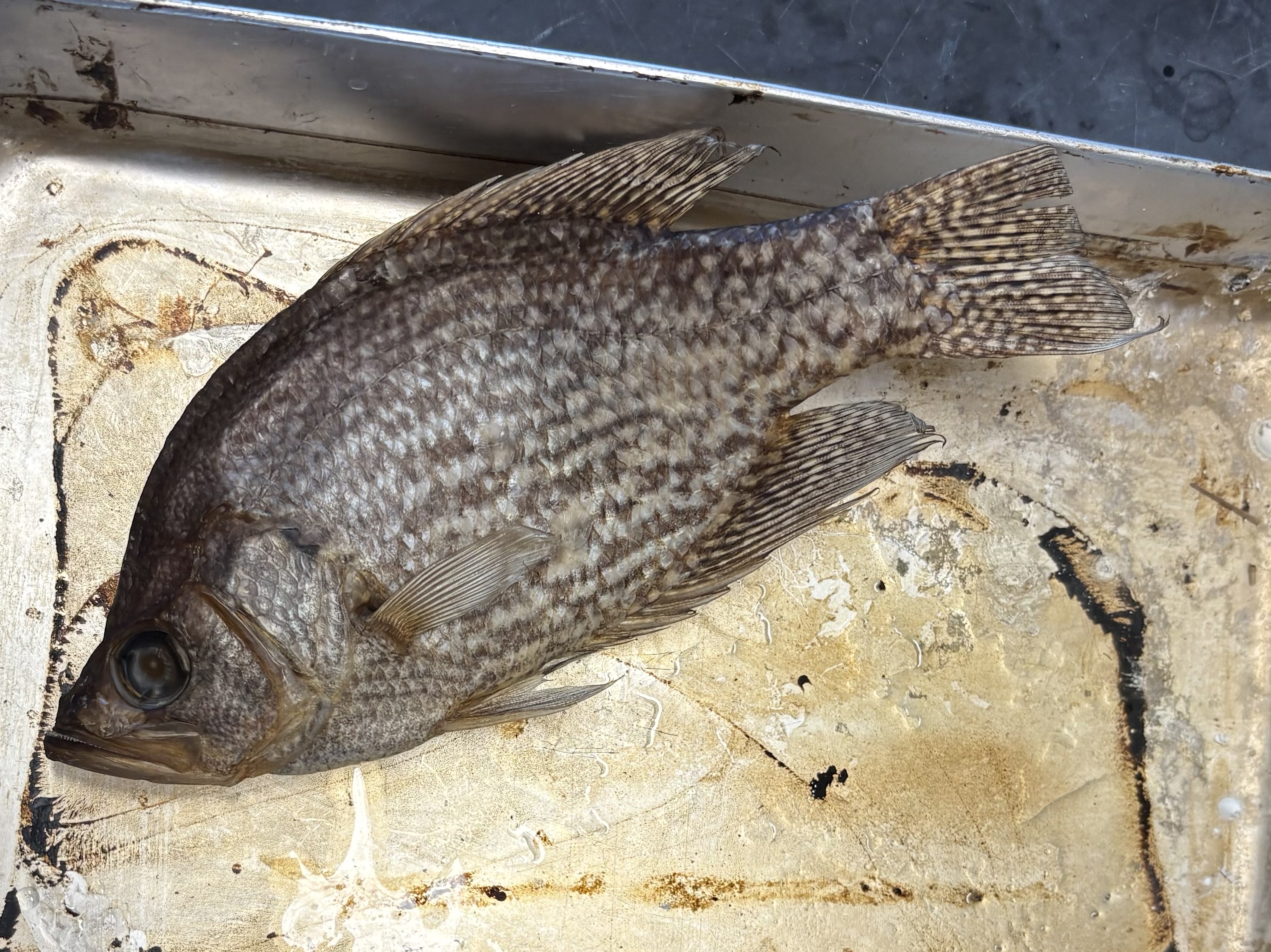 <p>name the superclass, class, order, and common name of this organism</p>