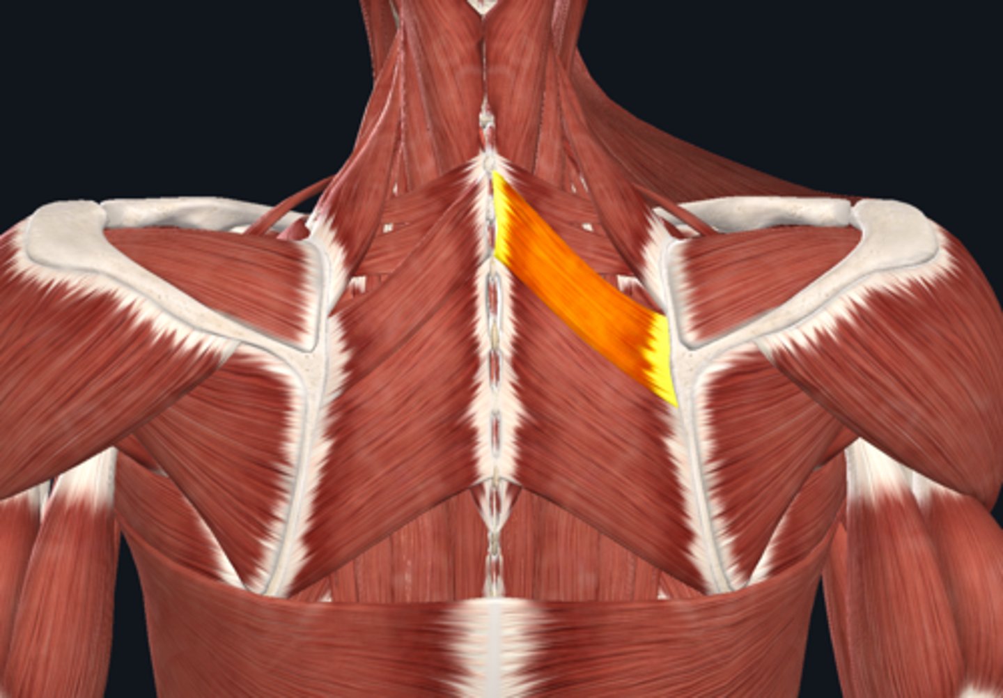 <p>rotate scapula inferior</p>