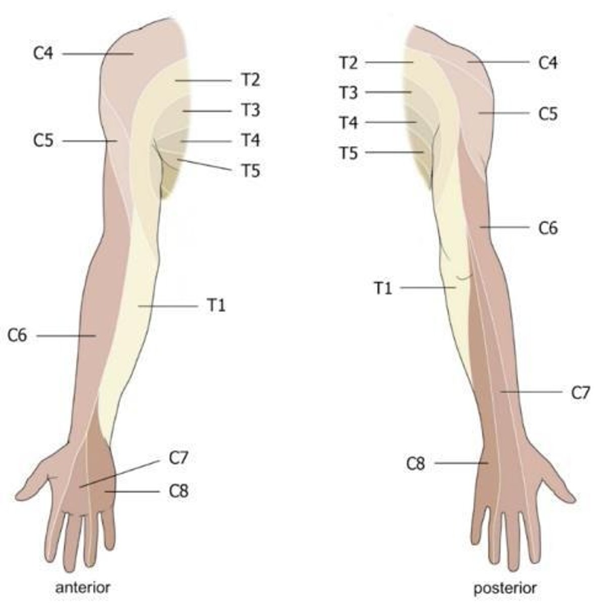 <p>Sensory regions of the skin supplied by specific spinal nerves.</p>