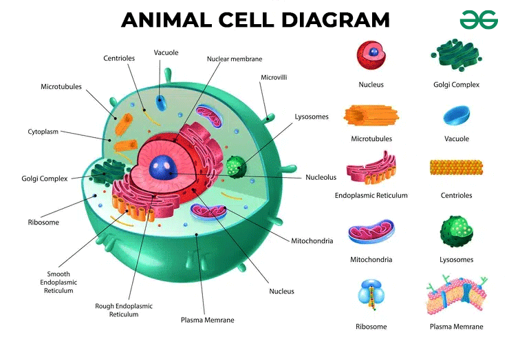 <ul><li><p>Plasma membrane</p></li><li><p>Golgi apparatus</p></li><li><p>Nucleus</p></li><li><p>Nucleolus</p></li><li><p>Mitochondria</p></li><li><p>Rough endoplasmic reticulum (RER)</p></li><li><p>Smooth endoplasmic reticulum (SER)</p></li><li><p>Lysosomes</p></li><li><p>Chloroplasts</p></li><li><p>Cilia</p></li><li><p>undulipodia</p></li><li><p>Vacuole</p></li></ul>