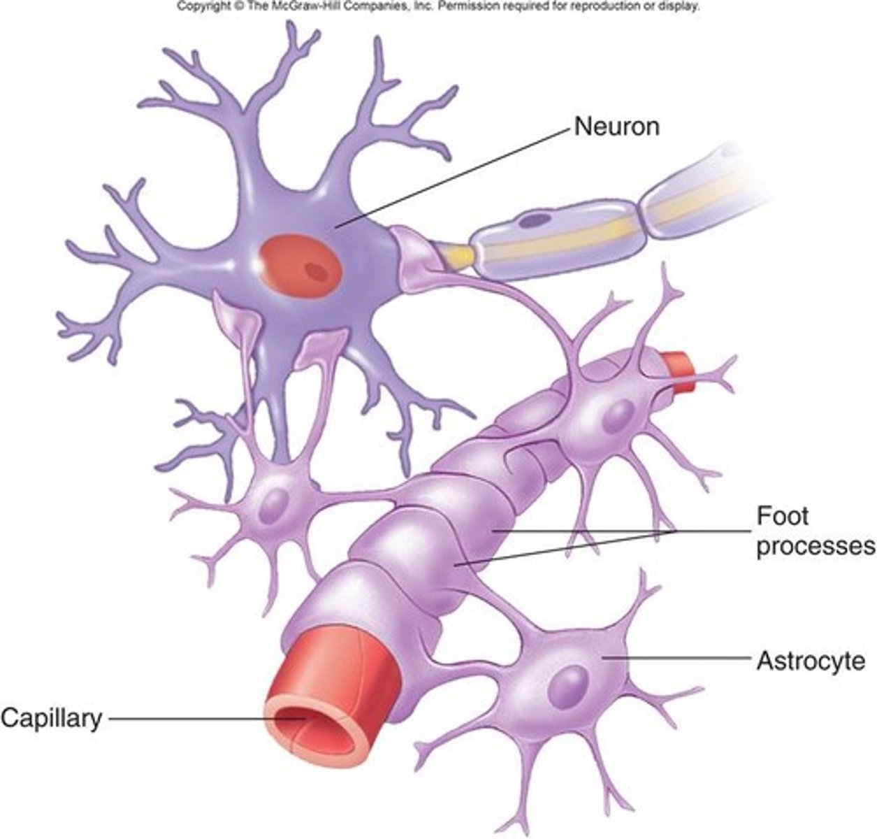 <p>Provide structural and metabolic support for neurons.</p><p>form blood brain barrier</p><p>macroglia (bigger cells)</p>