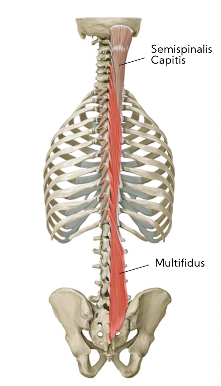 \*shown in red 

\
__Action:__

* Vertebral extension + stabilization
* runs almost full length of vertebral column 

\
__**Nerve:**__

* Posterior rami of spinal nerve