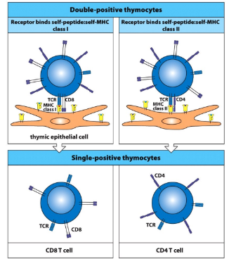 <p>-CD4 or CD8 cell fate specification</p><p>-if the new TCR interacts with MHC I, the DP cell will maintain CD8 co-receptor expression and cease expression of CD4</p><p>-if the new TCR interacts with MHC II, the DP cell will maintain CD4 co-receptor expression and cease expression of CD8</p><p>-if no TCR-MHC interaction, alpha-chain V-J rearrangement continues, generating new TCR’s in hope of rescue</p>