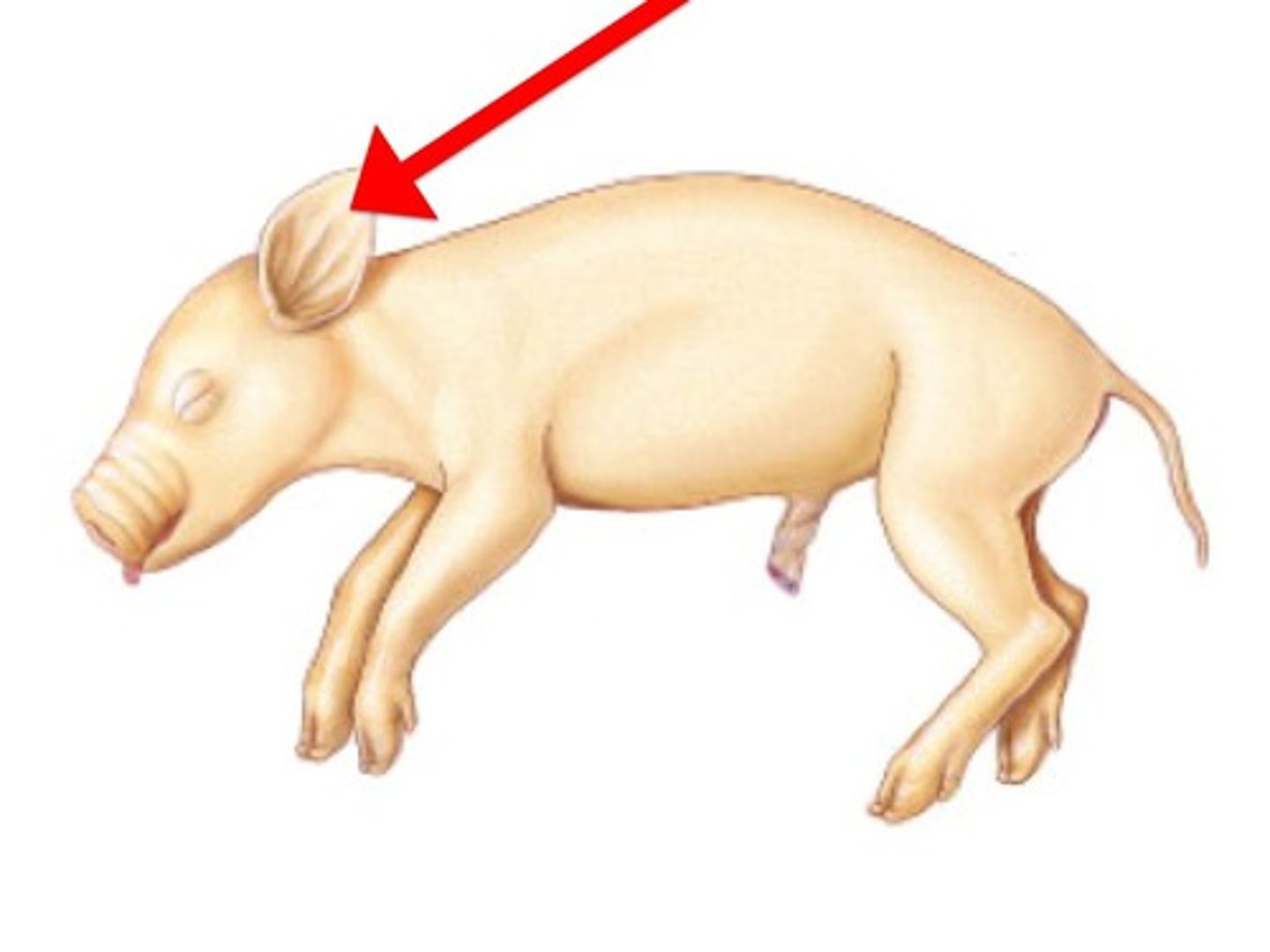 <p>Collects and directs sound waves into external acoustic meatus — External fleshy part of ear projecting from head (ear)</p>