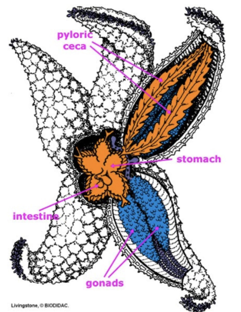 <p>- ventral & central mouth & stomach</p><p>- feathery digestive glands down each arm</p><p>- can eviscerate stomach : defense + external digestion</p>