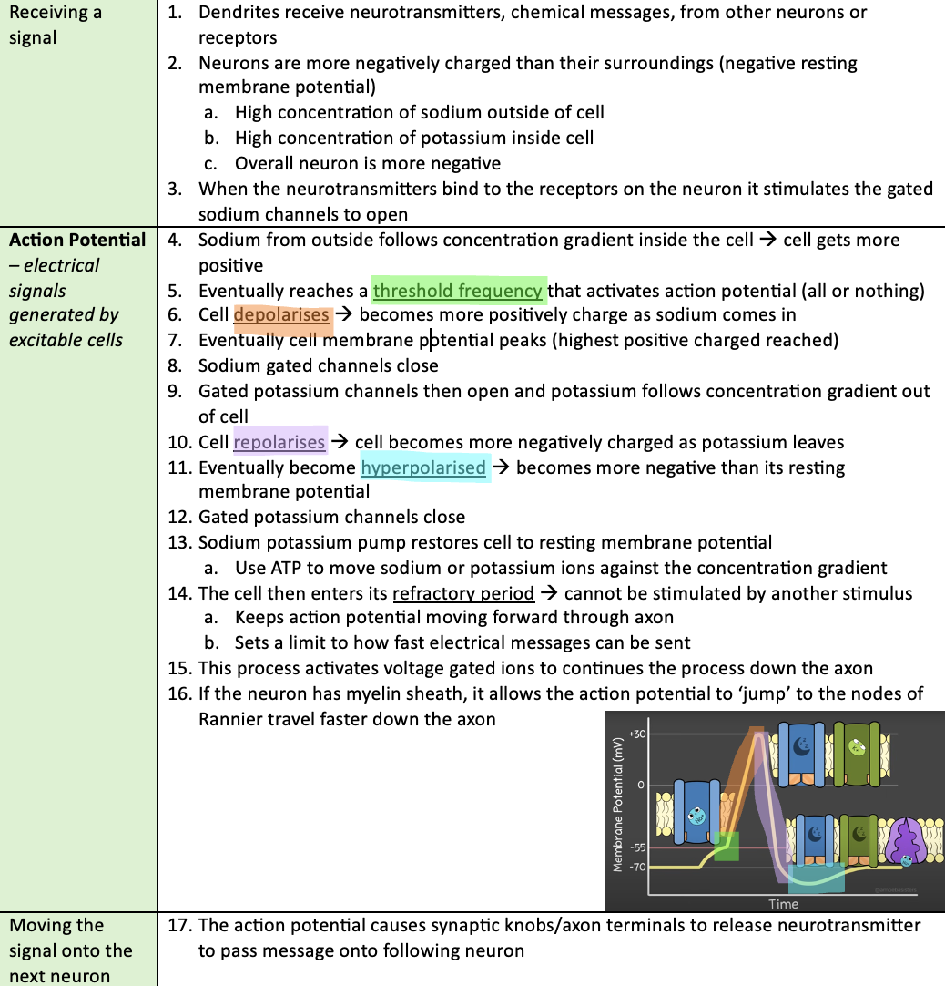 <p><strong>Neural Pathways</strong> - connections between neurons that allow signals to travel from one area to another</p>