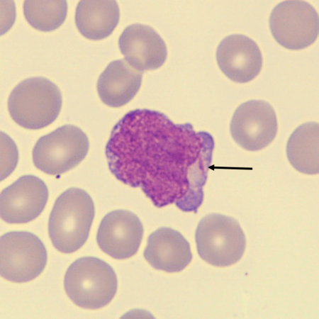 <p>What is this?</p>