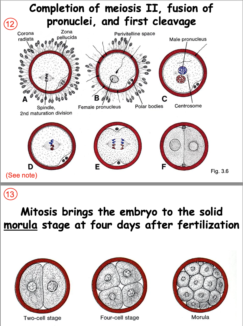 <p><strong>The oocyte completes meiosis 2, and the pronuclei fuse to restore diploidy. Several mitotic cleavages result in a solid morula.</strong></p><ul><li><p>meiosis 2</p></li><li><p>restore diploidy</p></li><li><p>a solid morula</p></li></ul><p></p>