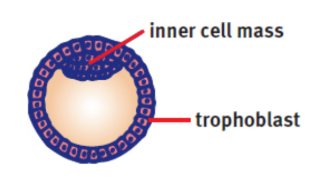 <p>a hollow ball of cells with a fluid-filled inner cavity</p>