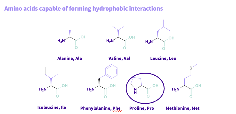 <p>Alanine,ala</p><p>valine,val</p><p>leucine,leu</p><p>Isoleucine,ile</p><p>Phenylalanine,phe</p><p>Proline,pro- cyclic compound residue in a circle tertiary amine- provides more stability in a protein ,more rigid</p><p>Methionine ,Met</p><p><mark data-color="#52b4bb" style="background-color: rgb(82, 180, 187); color: inherit;">common</mark>- alky ,aryl chains</p><p><span><mark data-color="#71c9d5" style="background-color: rgb(113, 201, 213); color: inherit;">Note</mark>- WEAKEST</span></p><p style="text-align: left;"><span>Not directional – multiple amino acids interacting so they have a hydrophobic surface</span></p>