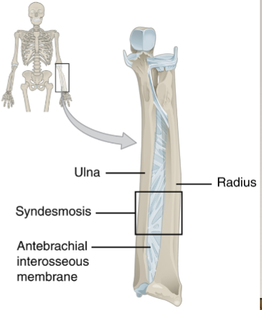 <p>narrow or wide gap between parallel bones spanned by connective tissue</p><p>radius and ulna — allows for rotation</p><p>tibia and fibula — locks talus between tibia and fibula</p>