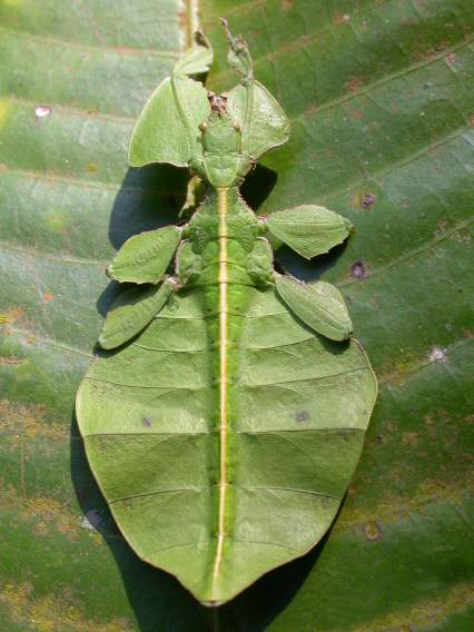 <p>Family: Phylliidae – Common trait?</p>