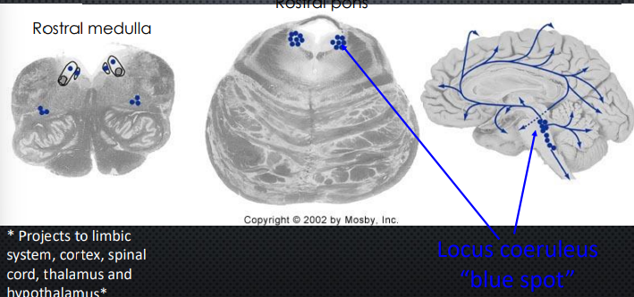 <ul><li><p>Projects to limbic system, cortex, spinal cord, thalamus, and hypothalamus </p></li><li><p>Locus Coeruleus </p></li></ul><p></p>