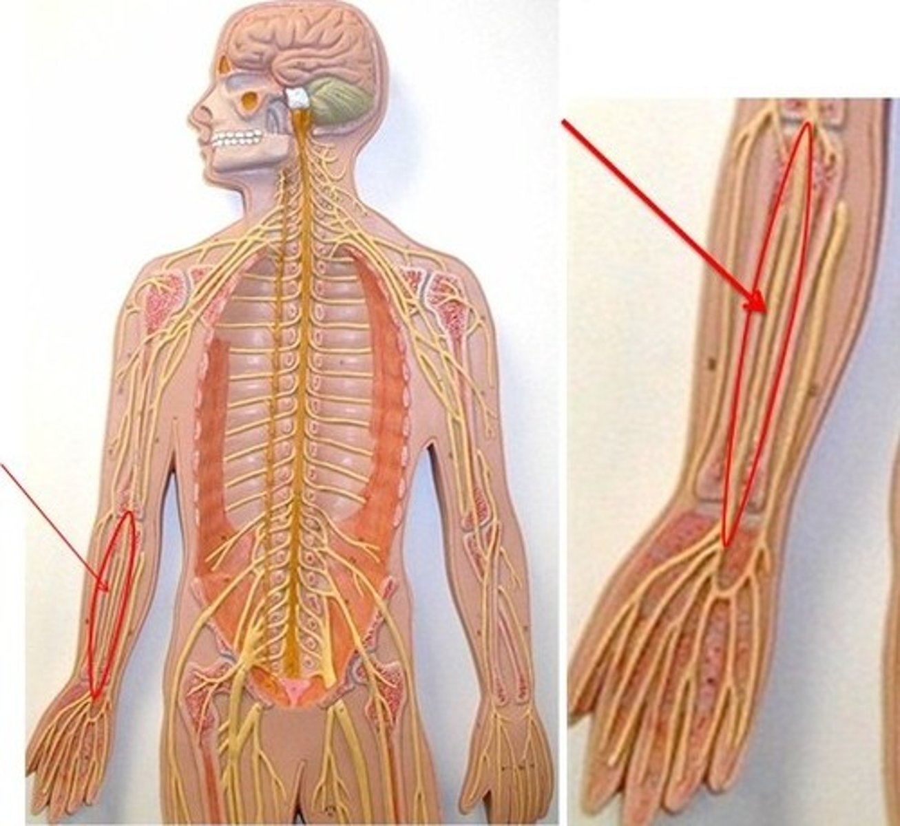 <p>Innervates some flexors, pronators and intrinsics, provides sensation to the lateral 3 1/2 fingers</p>