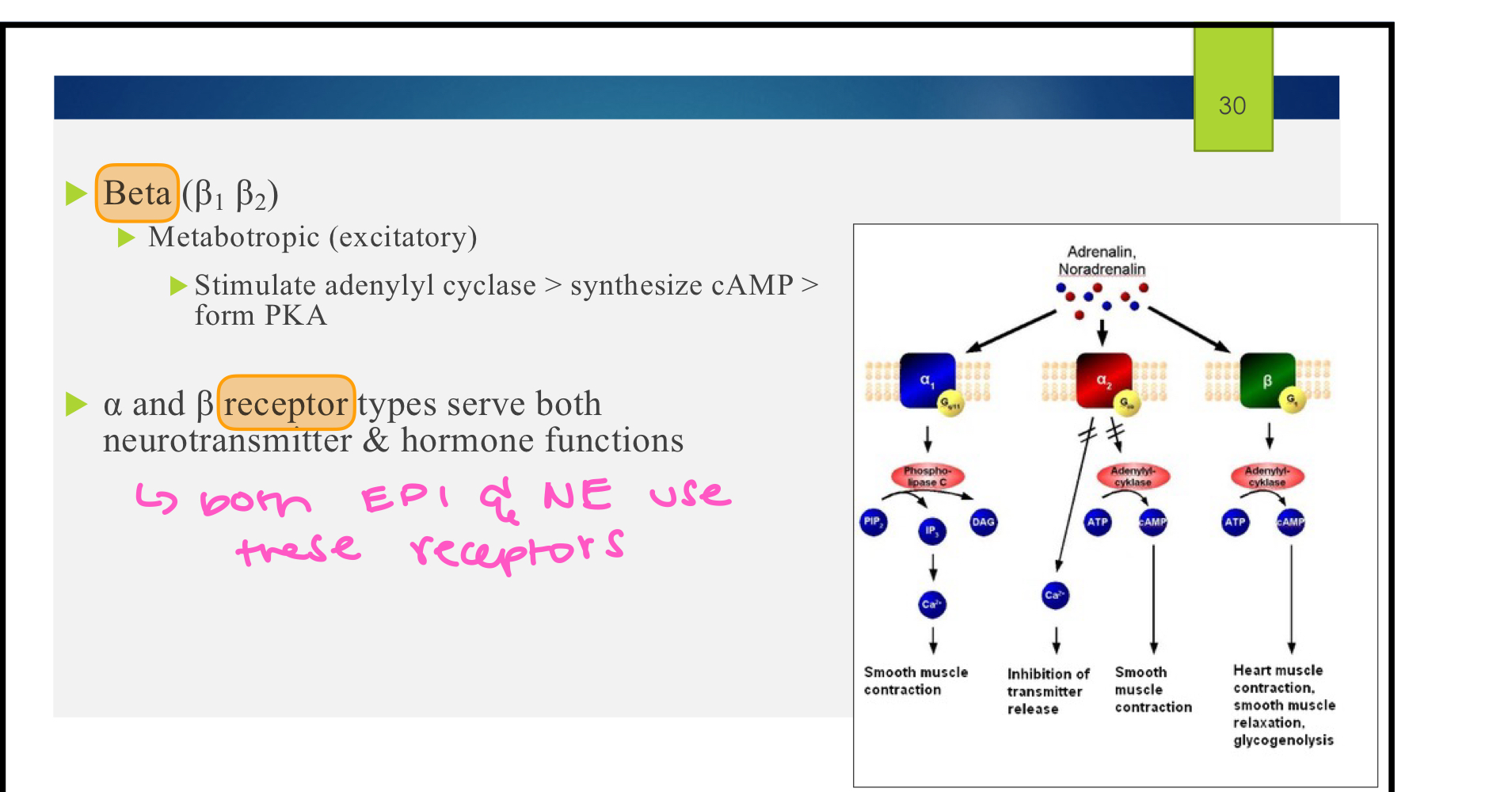 <ul><li><p>excitatory in response to NE/EPI binding </p></li><li><p>stimulate adenylyl cyclase, causes cAMP to be synthesized, activation of PKA </p></li></ul><p></p>