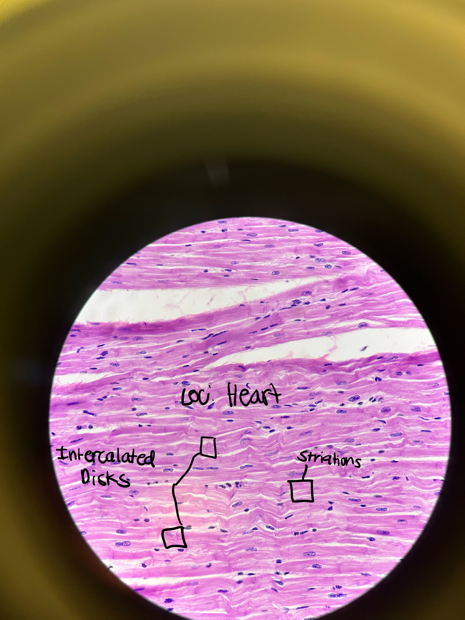 <p>Where would you find Cardiac Muscle and what does it do?</p>