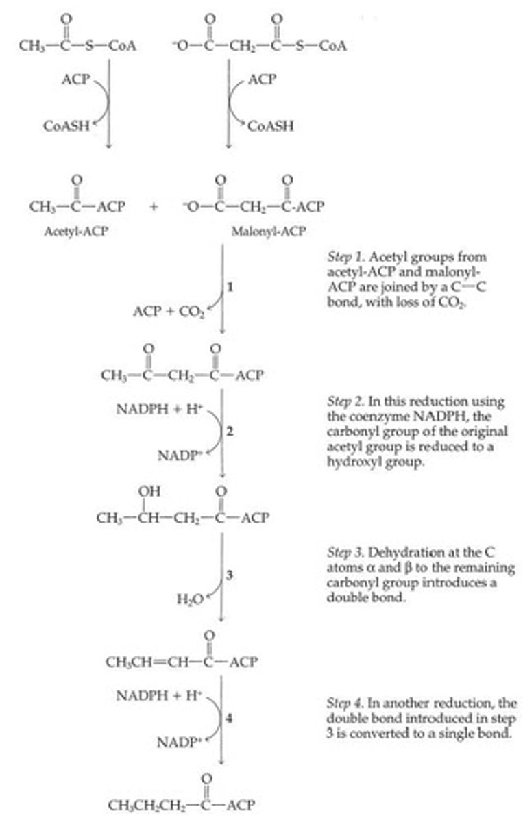 <p>Carries carbon pairs in fatty acid synthesis.</p>