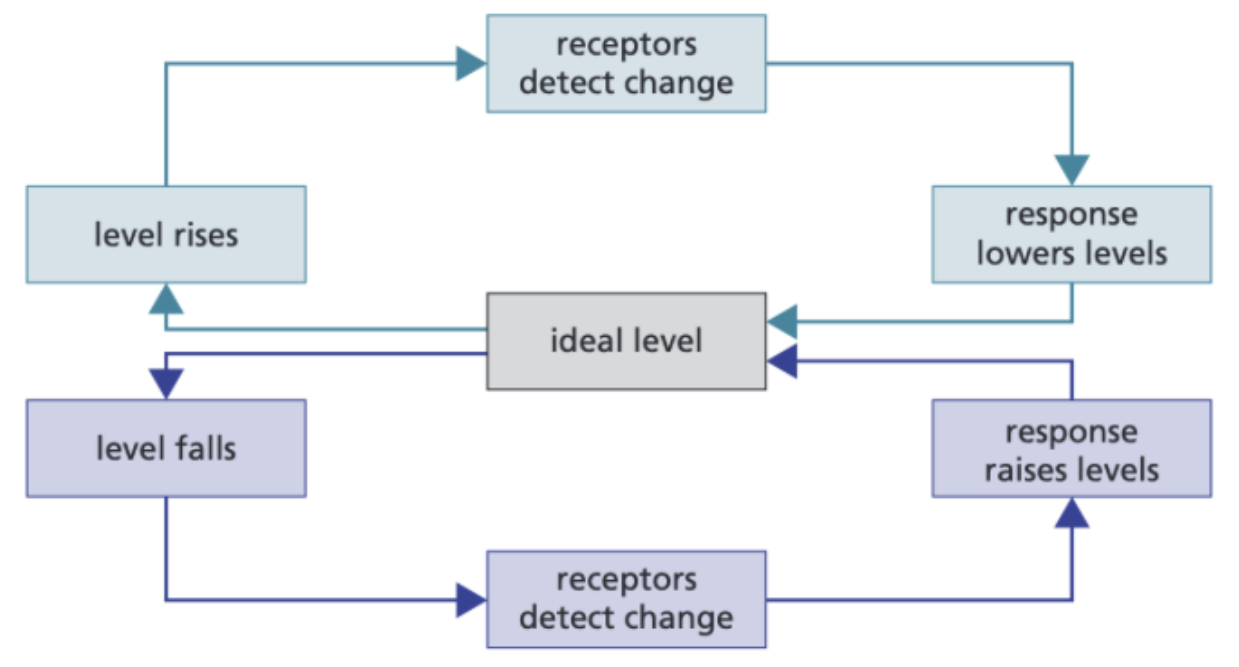 <p>In negative systems, whatever the initial change, the response causes the opposite change. Hormones such as insulin and thyroxine are involved in negative feedback</p>
