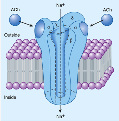 **Signaling Mechanisms:** *Ligand-gated transmembrane ion channel*

* receptor molecule is depicted as embedded in a rectangular piece of plasma membrane
* receptor **opens a central transmembrane ion channel** when ACh binds to sites
