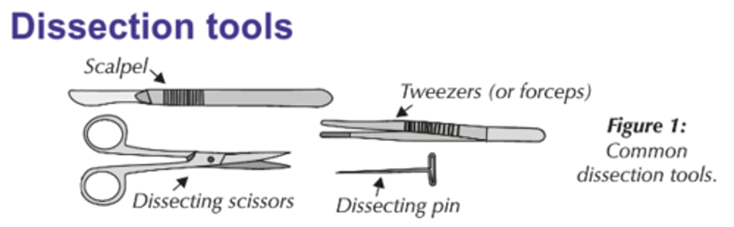 <p>Blunt probe, dissecting pins, dissecting scissors, scalpel</p>