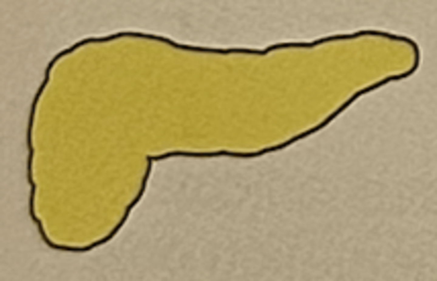 <p>Pancreas (islets of Langerhans)</p>