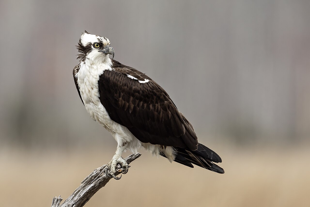 <p>Osprey</p>