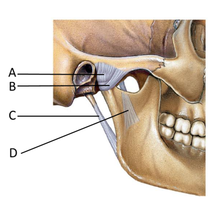 <p>Identify the structure marked A</p>