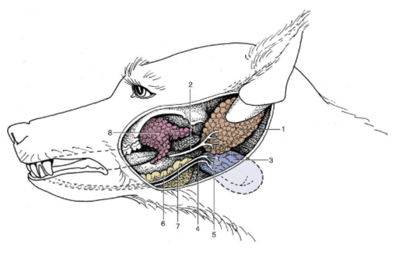 <p>Which gland is shown by #1?</p>