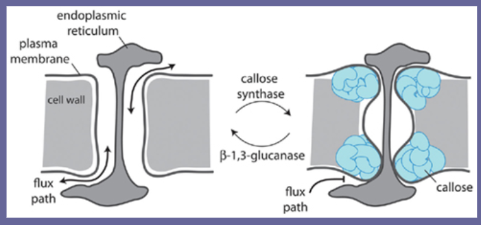 Callose function