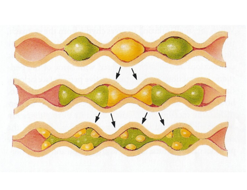 contractions cause back and forth mixing movement