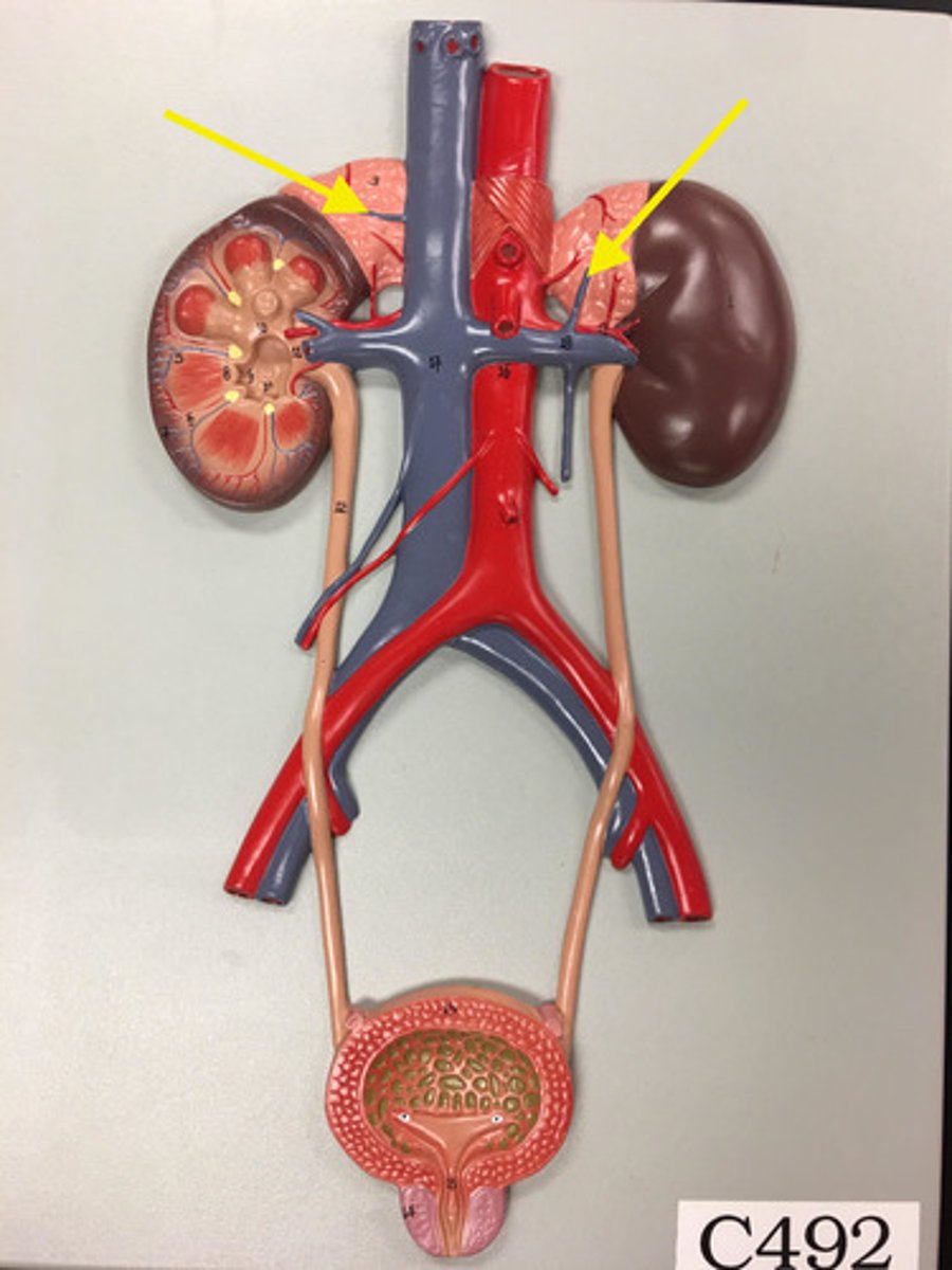 <p>Adrenal vein</p>