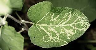 <p>Leafminer</p>