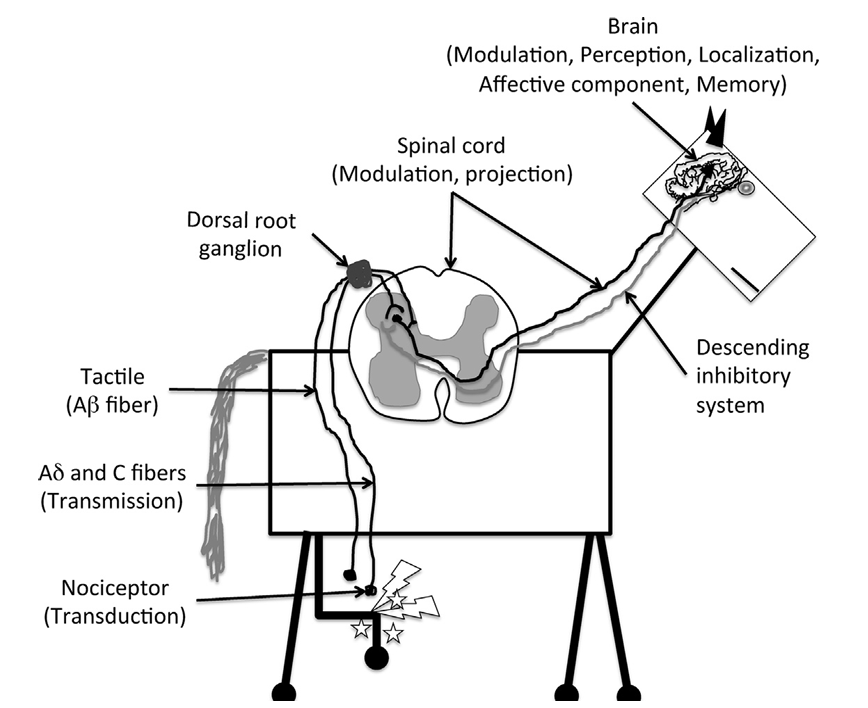 <p>Noxious stimuli are recognized by unimodal (recognize a single type of stimulus) or polymodal (recognize multiple types of stimuli) nociceptors located on the terminals of primary afferent neurons (Ad and C) and transduce these stimuli into action potentials</p><p>The generated action potentials are transmitted to the dorsal horn of the spinal cord by the primary afferents via the dorsal nerve roots</p><p>In the dorsal horn, primary afferents synapse with local excitatory or inhibitory interneurons that modulate the sensory signal and with second-order projection neurons that project the stimulus to the brainstem and thalmus via the spinoreticulothalamic and spinothalamic tracts, respectively</p><p>From loci in the brainstem and thalamus, third-order projection neurons relay the signals to the somatosensory cortex, where location and intensity of the stimulus are identified</p><p>From the brainstem and amygdala, projection neurons reach the cingulate and insular cortices, which are responsible for the affective/aversive component of the pain experience</p><p>Descending pain-moduatory systems exert their modulatory effect predominantly via connections in the dorsal horn through release of neurotransmitters such as serotonin, norepinephrine, and dopamine</p><p>The neurotransmitter released and receptor subtype will essentially dictate an antinociceptive or pronociceptive effect</p>
