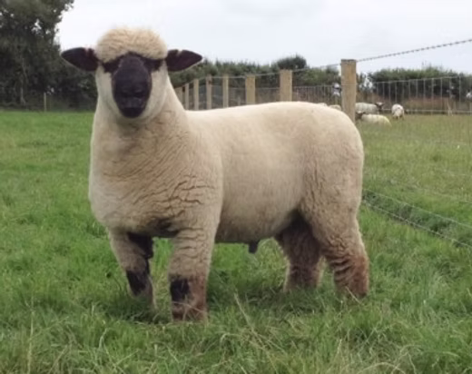 <p>This breed originated as the result of crossing Cotswold and Hampshire and produces the heaviest fleece of any of the Down breeds.</p>